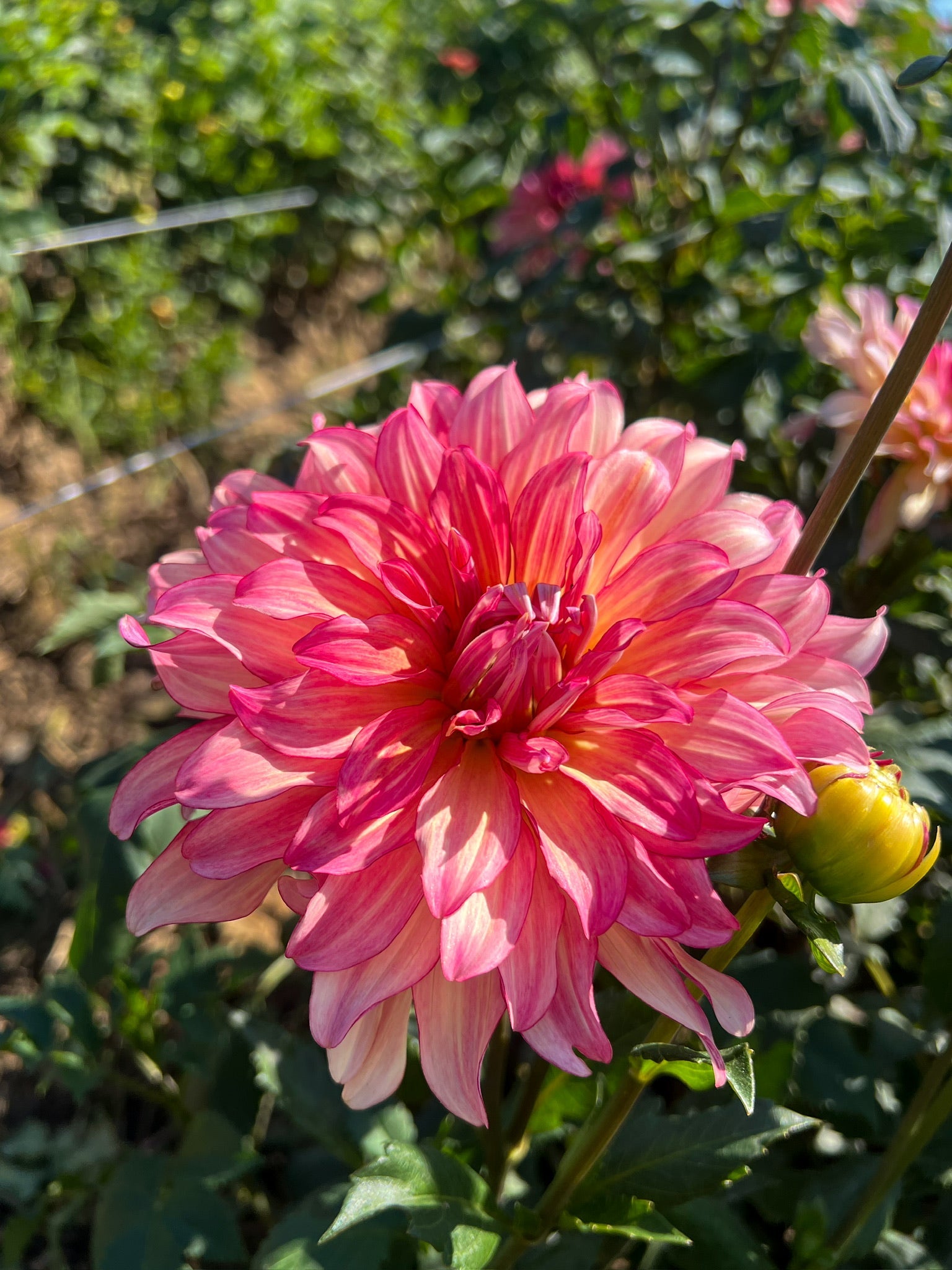 Dahlia Tuber Tropical Punch