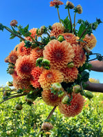 Dahlia Tuber Maarn