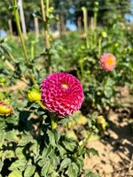 Dahlia Tuber Burlesca