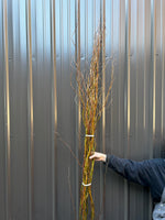 Curly Willow Bunch - Green