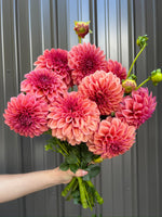 Dahlia Orange Globe-3 Rooted Cuttings