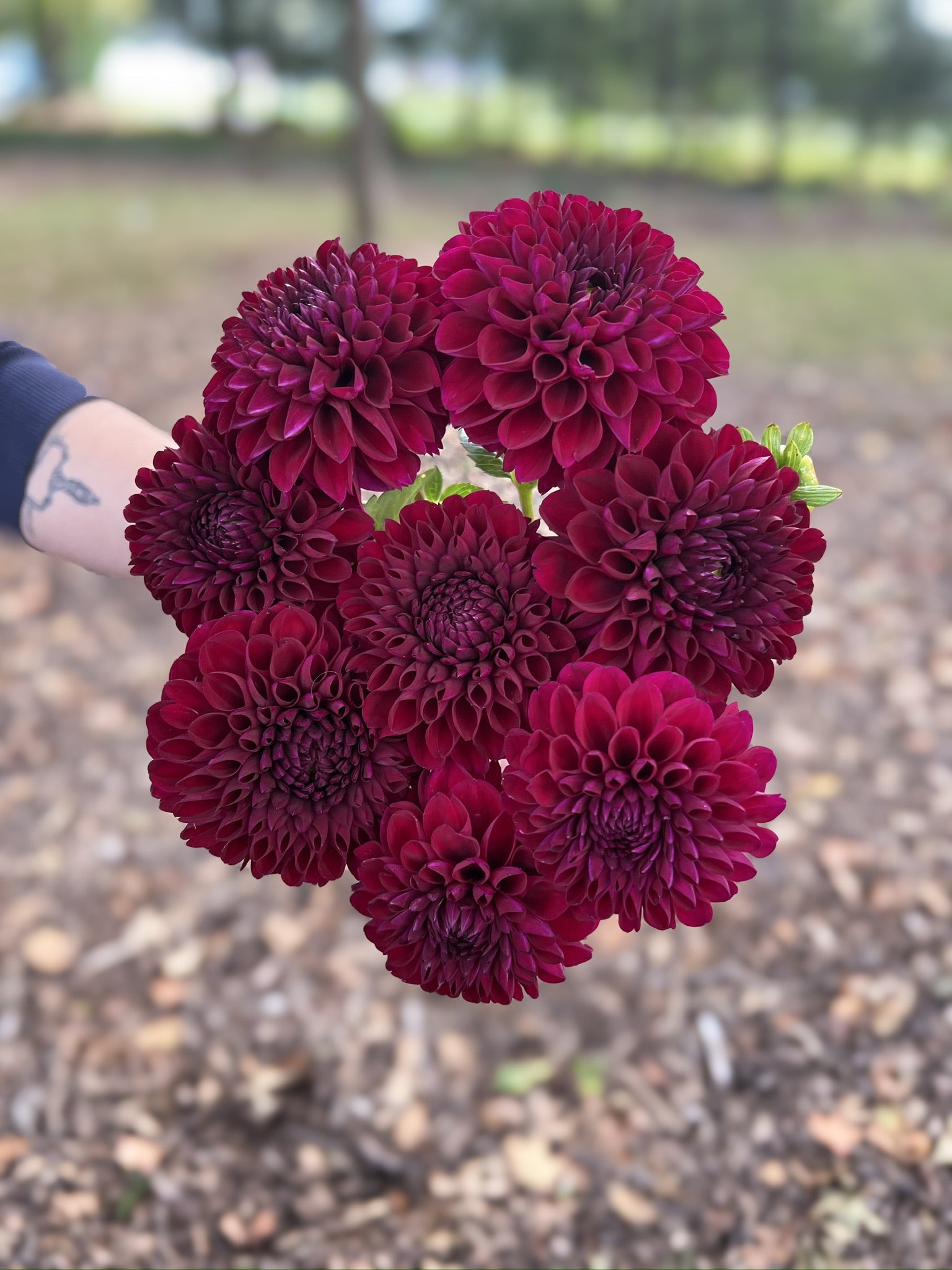 Dahlia Tuber Jessie G