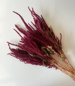 Dried Amaranth Burgundy