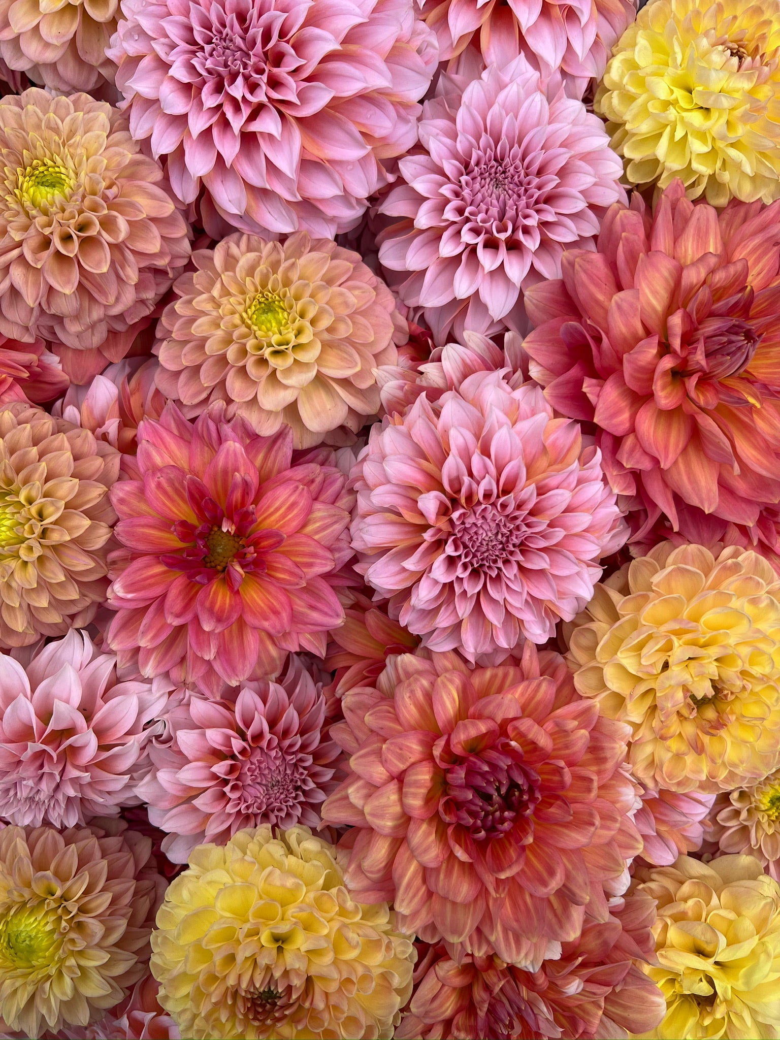 Dahlia Tuber Mix-Sunset Mix-10 Tubers