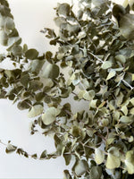 Dried Eucalyptus-Spiral