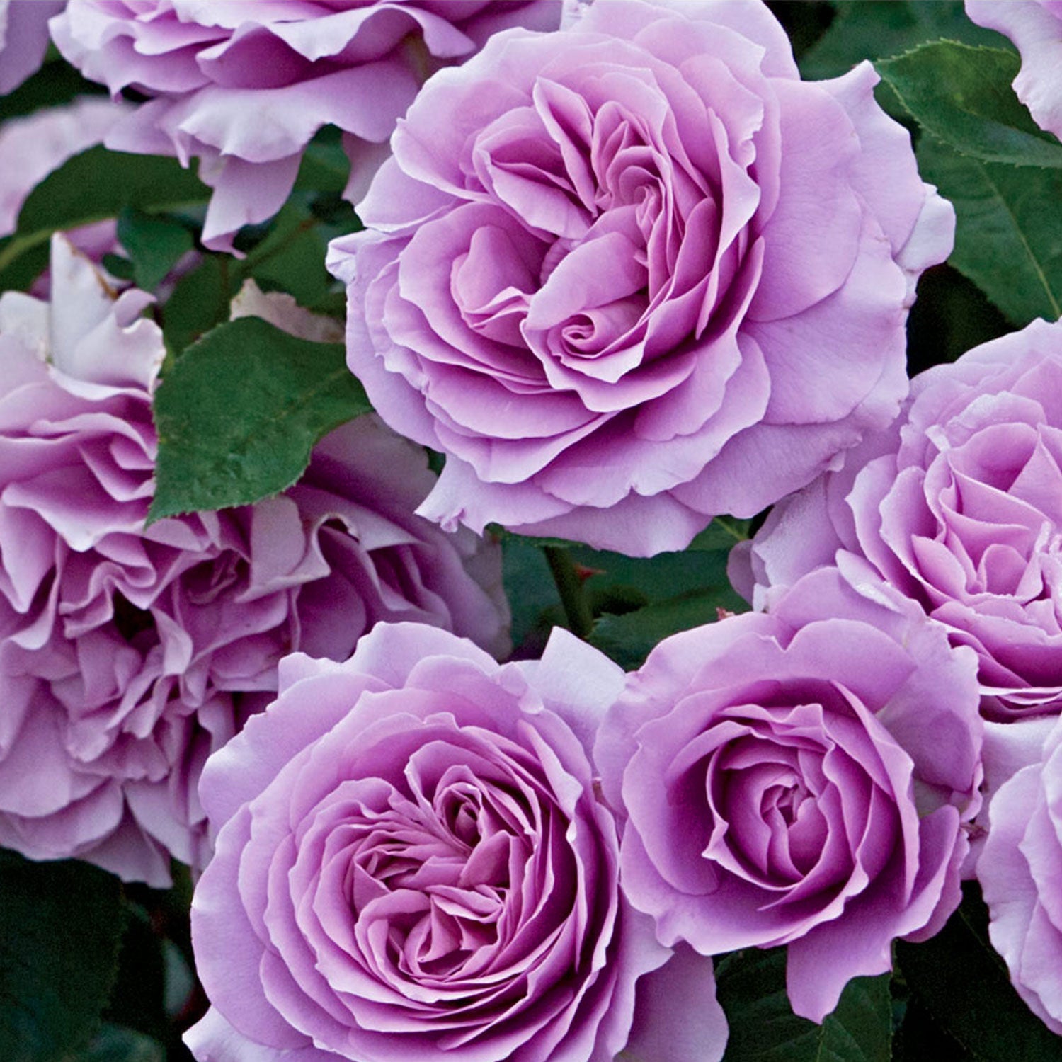 Angel Face Rose 1.5 Gallon Pot