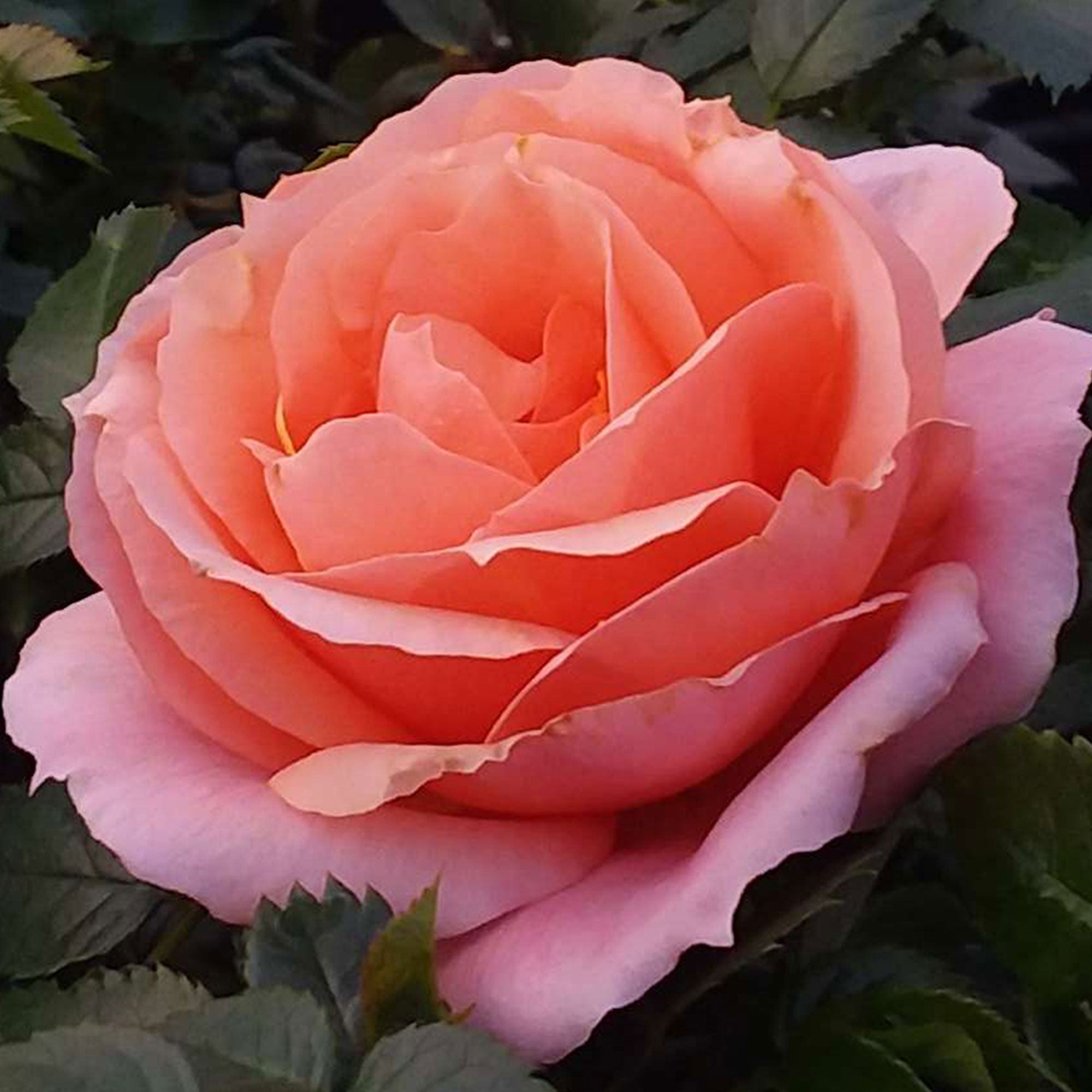 Apricot Candy Rose 1.5 Gallon Container