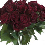 Black Baccara Rose Plant 1.5 gallon Pot
