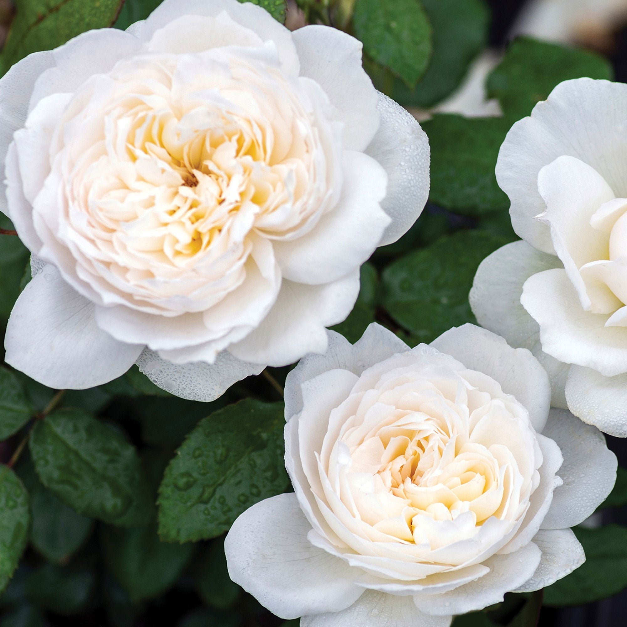 Bolero Floribunda Rose 1.5 gallon Pot