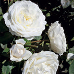 Cloud 10 Climbing Rose