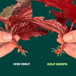 Ocean Made Kelp Drops | Plant Growth Concentrate