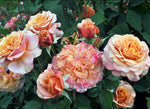 Crazy Love Rose 1.5 Gallon Container