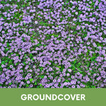 Creeping Thyme Seed Pouch