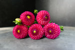 Dahlia Tuber Burlesca