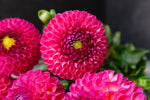 Dahlia Tuber Burlesca