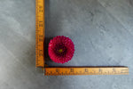 Dahlia Tuber Burlesca