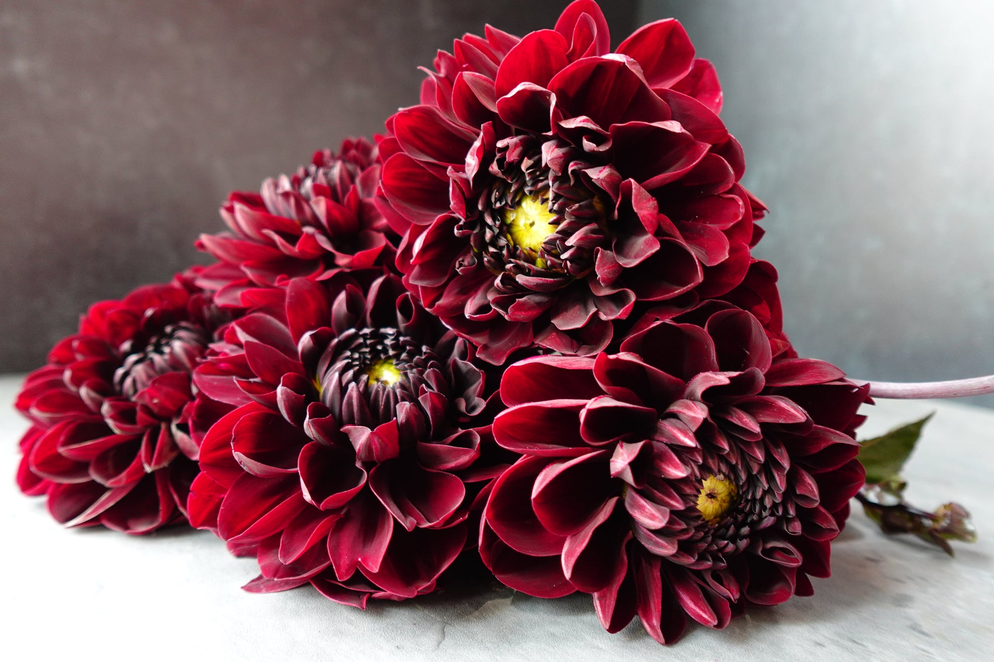 Dahlia Tuber Manoa