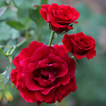 Don Juan Climbing Rose 1.5 gallon Pot