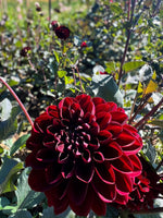 Dahlia Tuber Manoa