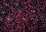 Dahlia Tuber Manoa