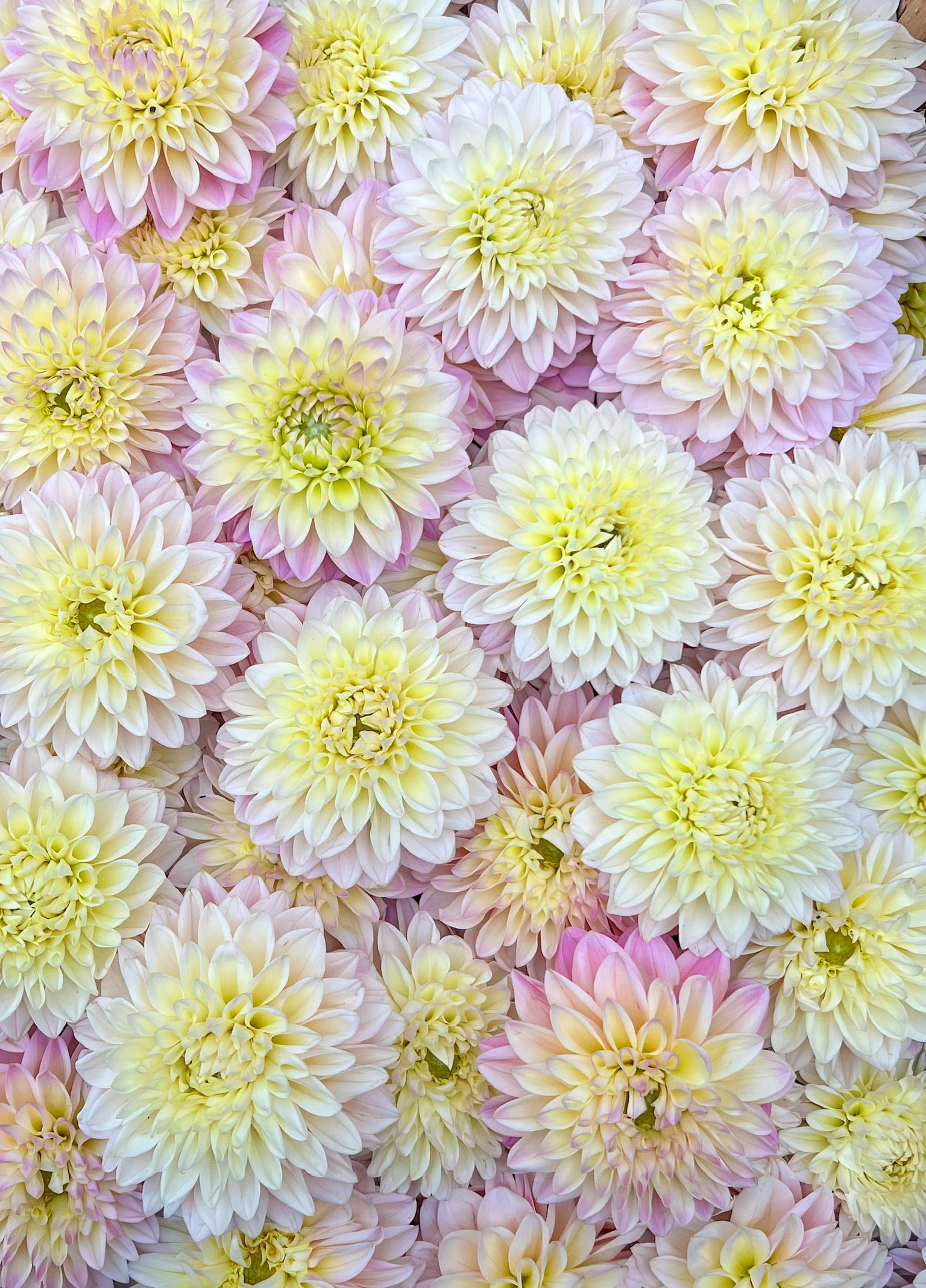 Dahlia Tuber Coralie