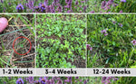 Micro Bee Lawn Seed Mixture - Easy Spread Shaker