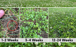 Bee Lawn Seed Kit - Easy Spread Shaker