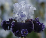 Feel The Thunder Fragrant Iris Potted Quart Pot
