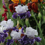 Feel The Thunder Fragrant Iris Potted Quart Pot