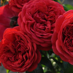 Don Juan Climbing Rose 1.5 gallon Pot