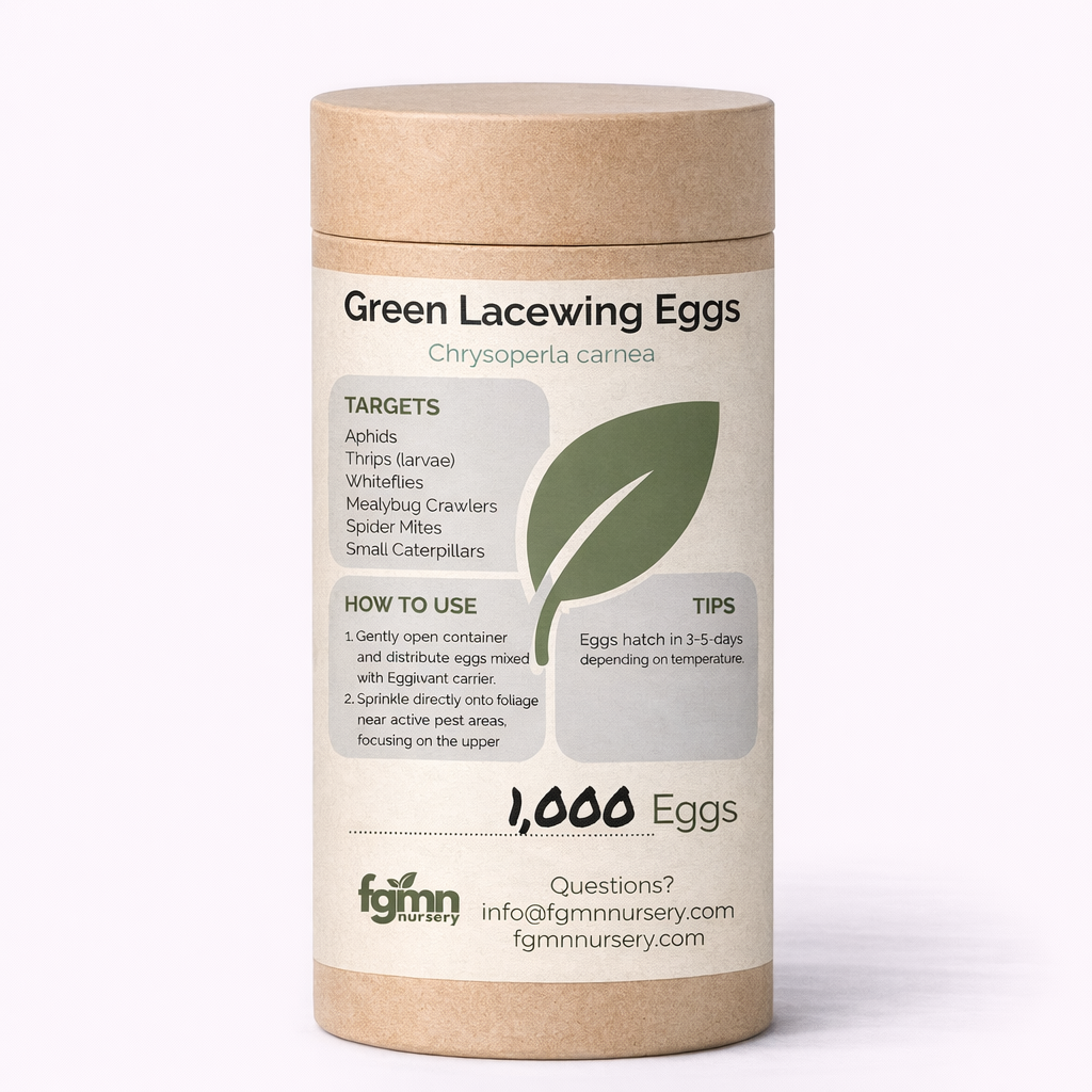 Green Lacewing Eggs