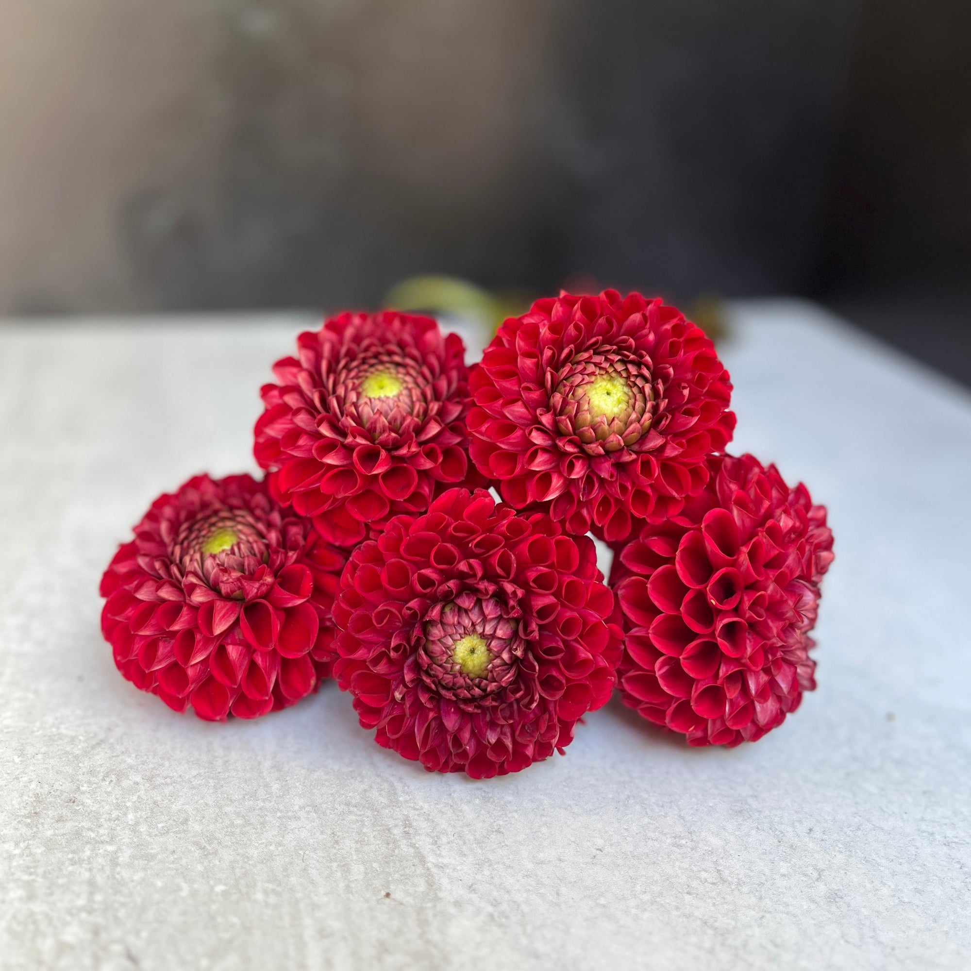 Dahlia Tuber Mix-Autumnal Tones-10 Tubers