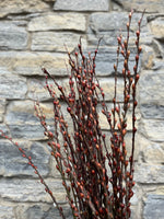 Willow-Red Bud With Shells On