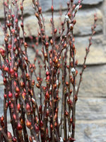 Willow-Red Bud With Shells On