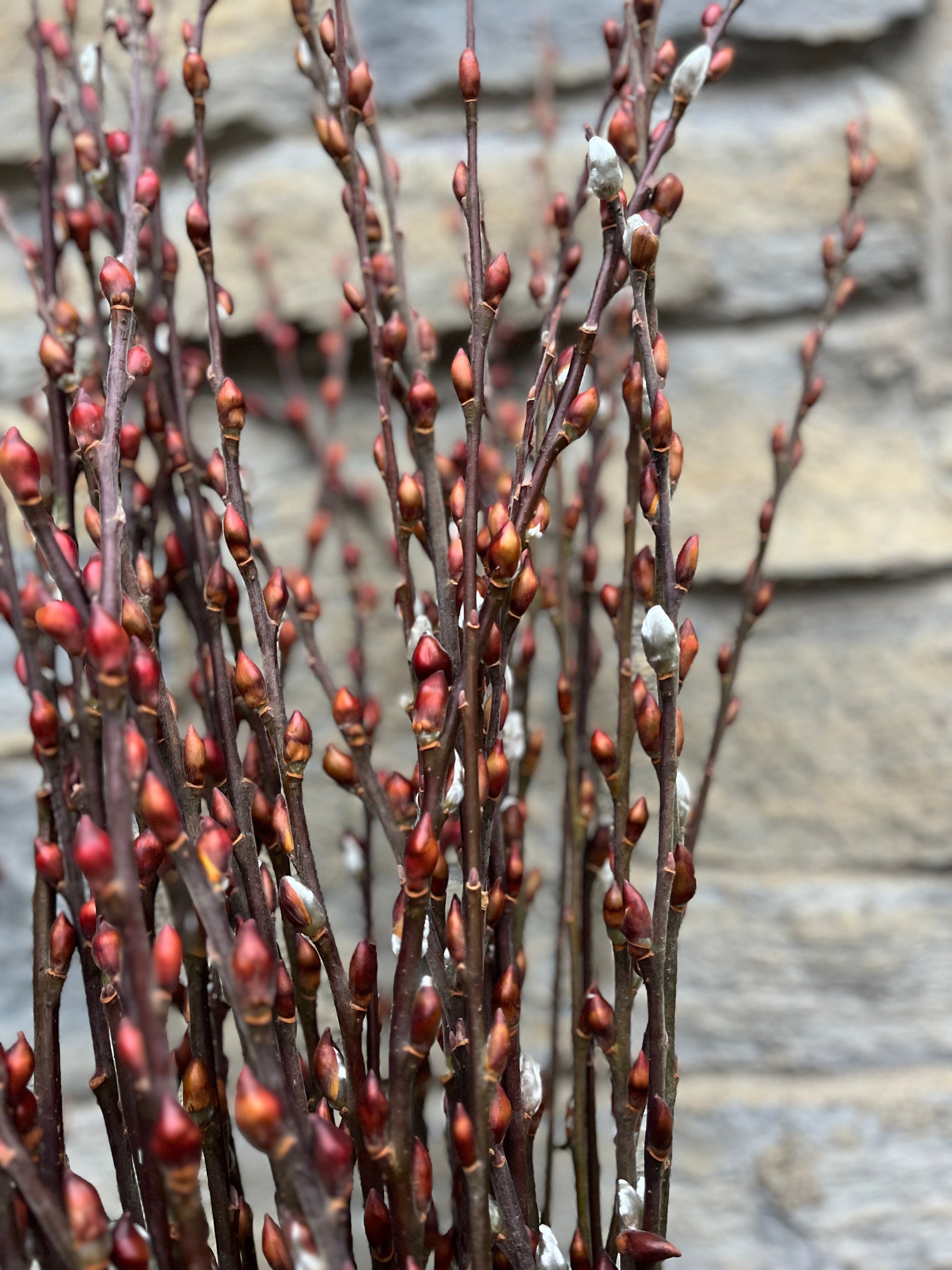 Willow-Red Bud With Shells On