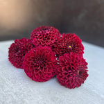 Dahlia Tuber Mix-Autumnal Tones-10 Tubers