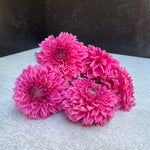 Dahlia Tuber Mix-Bright & Cheery-10 Tubers