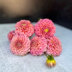 Dahlia Tuber Mix-Sunset Mix-10 Tubers
