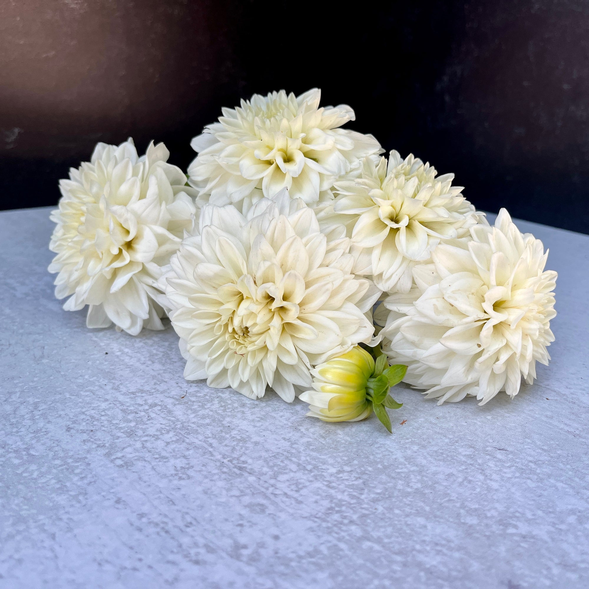 Dahlia Tuber Blizzard