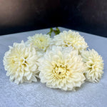Dahlia Blizzard-3 Rooted Cuttings