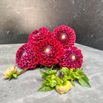 Dahlia Tuber Mix-Bright & Cheery-10 Tubers