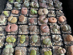 MYSTERY LITHOP - Living Stone Succulent in our Premium Lithops Mix! Includes Shipping!