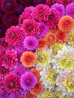 Dahlia Tuber Mix-Bright & Cheery-10 Tubers