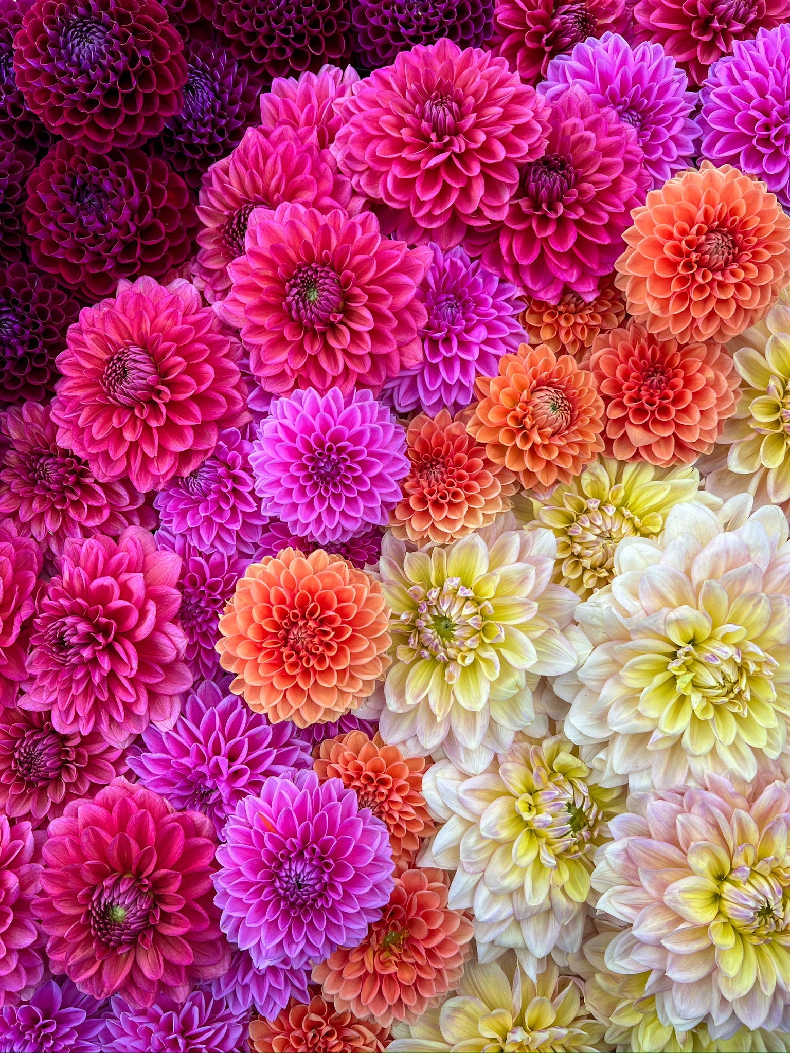 Dahlia Tuber Mix-Bright & Cheery-10 Tubers