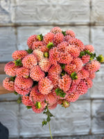 Dahlia Tuber Rose Toscano