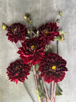 Dahlia Tuber Manoa