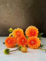 Dahlia Tuber Mix-Bright & Cheery-10 Tubers