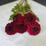 Dahlia Tuber Mix-Dark & Moody-10 Tubers
