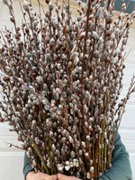 Silver Catkin Pussy Willow
