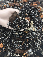 Alocasia - Colocasia - Caladium Premium Potting Mix